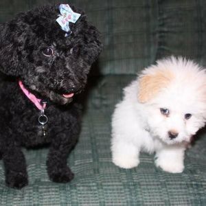 Meet your Posher, Haley